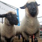 Impressionen vom Landeserntefest in Dobbertin